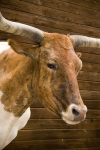 Longhorn