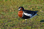 Red-breasted Goose