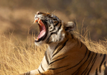 Royal bengal tiger - 12