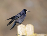 Rook - Corvus frugilegus