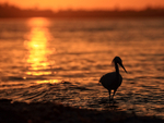 Snowy Egret portfolio