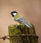 20110123-IMG_0572-50