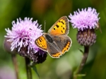 Small Copper (02)