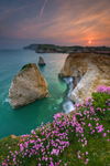 z1845 Pink Thrift at Sunset, Freshwater Bay