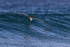Giant Petrel gliding down wave, Sea Lion Island