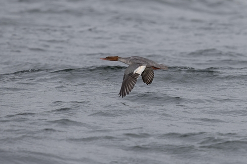 Red-Breasted Merganser (Mergus serrator)