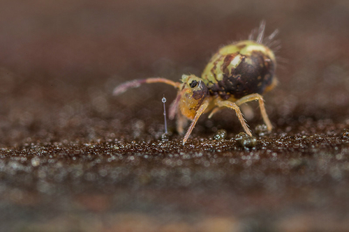 Dicyrtomina saundersi