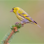 2nd Print-Siskin-Charles Kidd