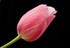 Tulip 49