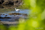 Little Egret fishing in the shallows