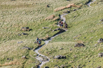 Old County Tops-9