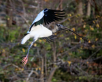 Wood Stork airborne with stick, Wakodahatchee Wetlands, Florida