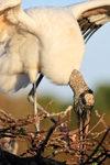 Wood Stork flaps at nest, Wakodahatchee Wetlands, Florida
