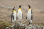 Three King Penguins standing still, Saunders Island, Falklands