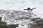 Rockhopper Penguin lands, flippers raised, Saunders Island