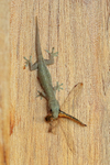 Gecko with Dragonfly, Mekong Delta, Vietnam