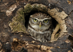 Little Owl