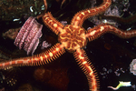 Ophiopholis aculeata