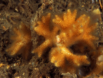 Omalosecosa ramulosa