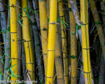 Bamboo