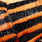 Graphosoma italicum (AC Milan Shieldbug)