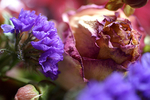 Flowers Set 12 - 12