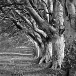 Landscape-036