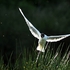 Black-headed Gull