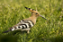 Hoopoe