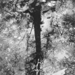 F minor Fugue, Corkscrew Swamp, Florida 2011