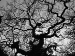 B & W Oak Tree