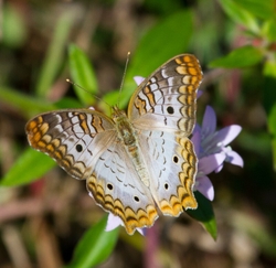 AnimalsCreatures _0054