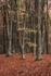 Autumn Forest