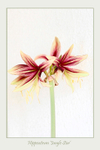 Hippeastrum 'Jungle Star' 3