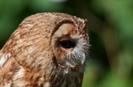 Tawny Owl