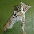 Aggressive Bobcat-Troy Maurice
