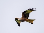 Red Kite