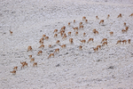 Guanacos feeding on snowy hillside, Torres del Paine, Chile