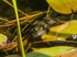 Edible Frog