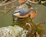 Nuthatch & Treecreepers portfolio