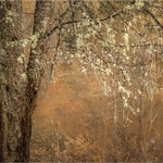 Bronze - Jan Sullivan - Shades of Autumn