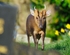 Reeves' Muntjac