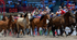 Bucking Horses_1136