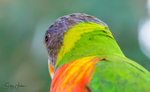 Rainbow Lorikeet 3