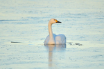 Bewick's Swan