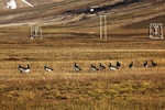 Barnacle geese in Adventdalen 2373