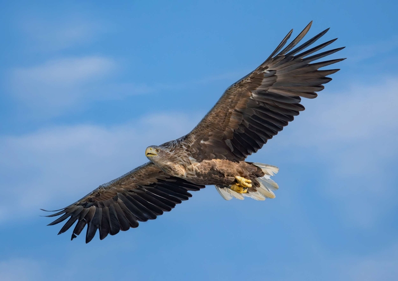 White Tailed Eagle - Isle of Mull - Scotland