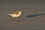 White-fronted Plover portfolio