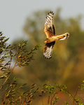 Hen Harrier in flight at Otmoor RSPB