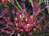 Sundew